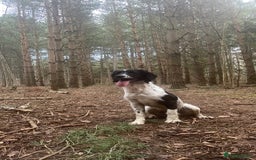 English Springer Spaniel dogs for sale: Chase, springer spaniel - Image 1