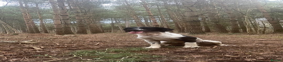 English Springer Spaniel Puppy 1