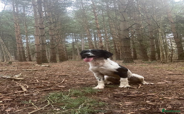 English Springer Spaniel dogs - Advert 6