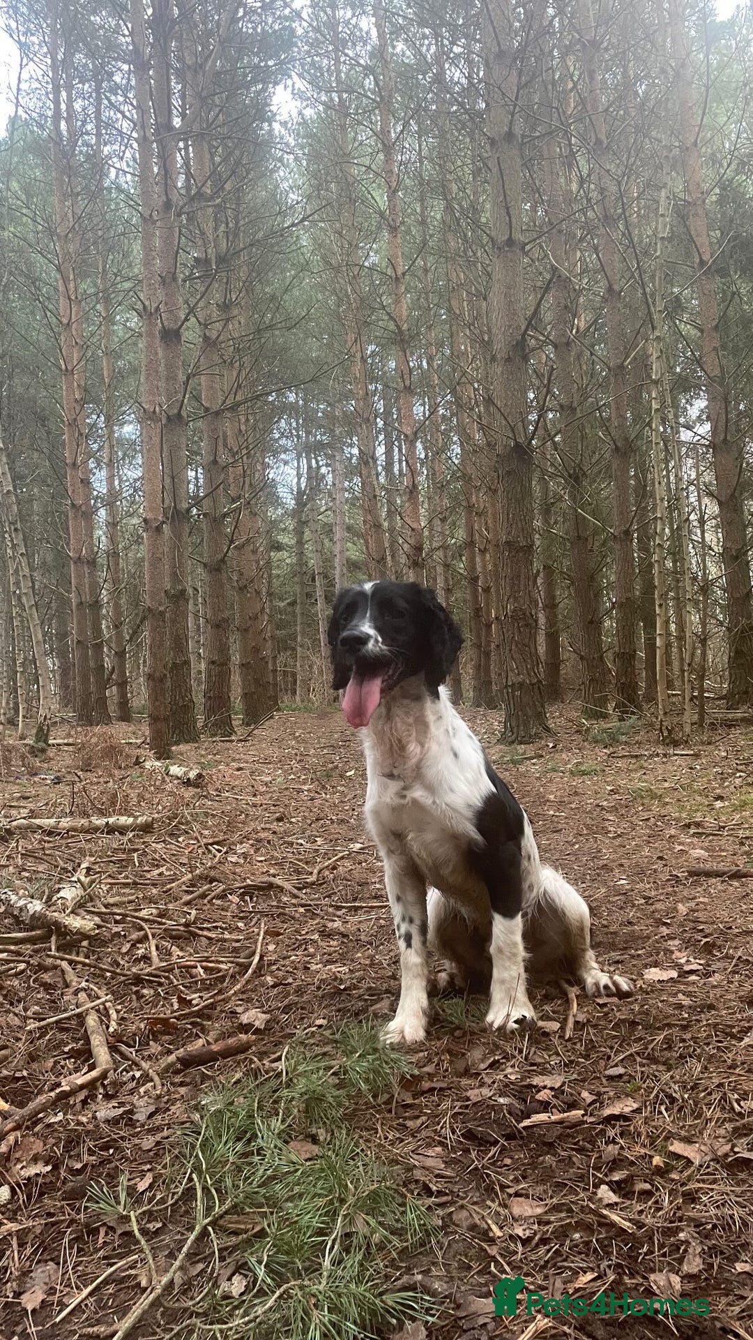 English Springer Spaniel dogs for sale: Chase, springer spaniel - Image 1