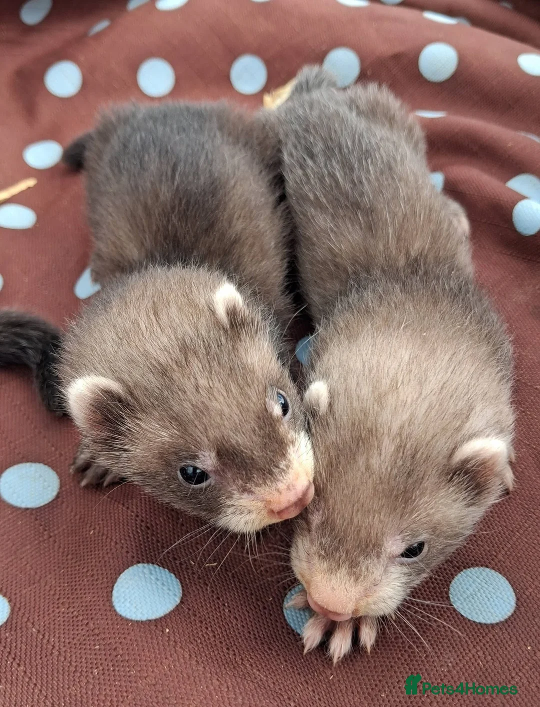 Ferret rodents for sale: Full and Semi angora kits  - Advert 23
