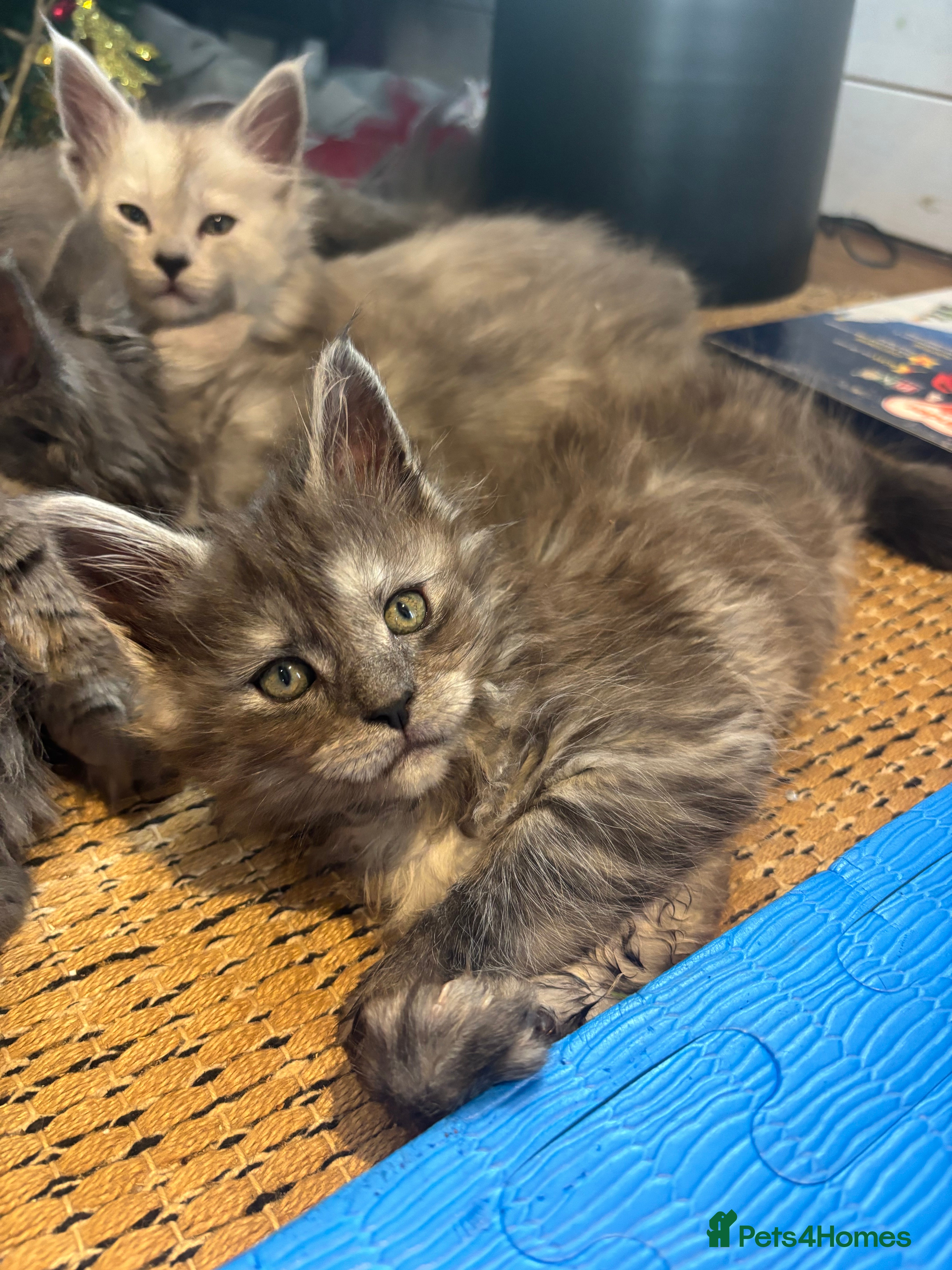 Maine Coon cats Stunning FiFe Maine Coons - Advert 3