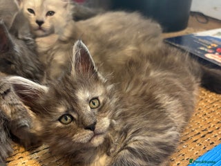 Maine Coon cats Stunning FiFe Maine Coons - Advert 3