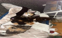 Domestic Shorthair cats for sale: Kittens ready for loving homes - Image 4