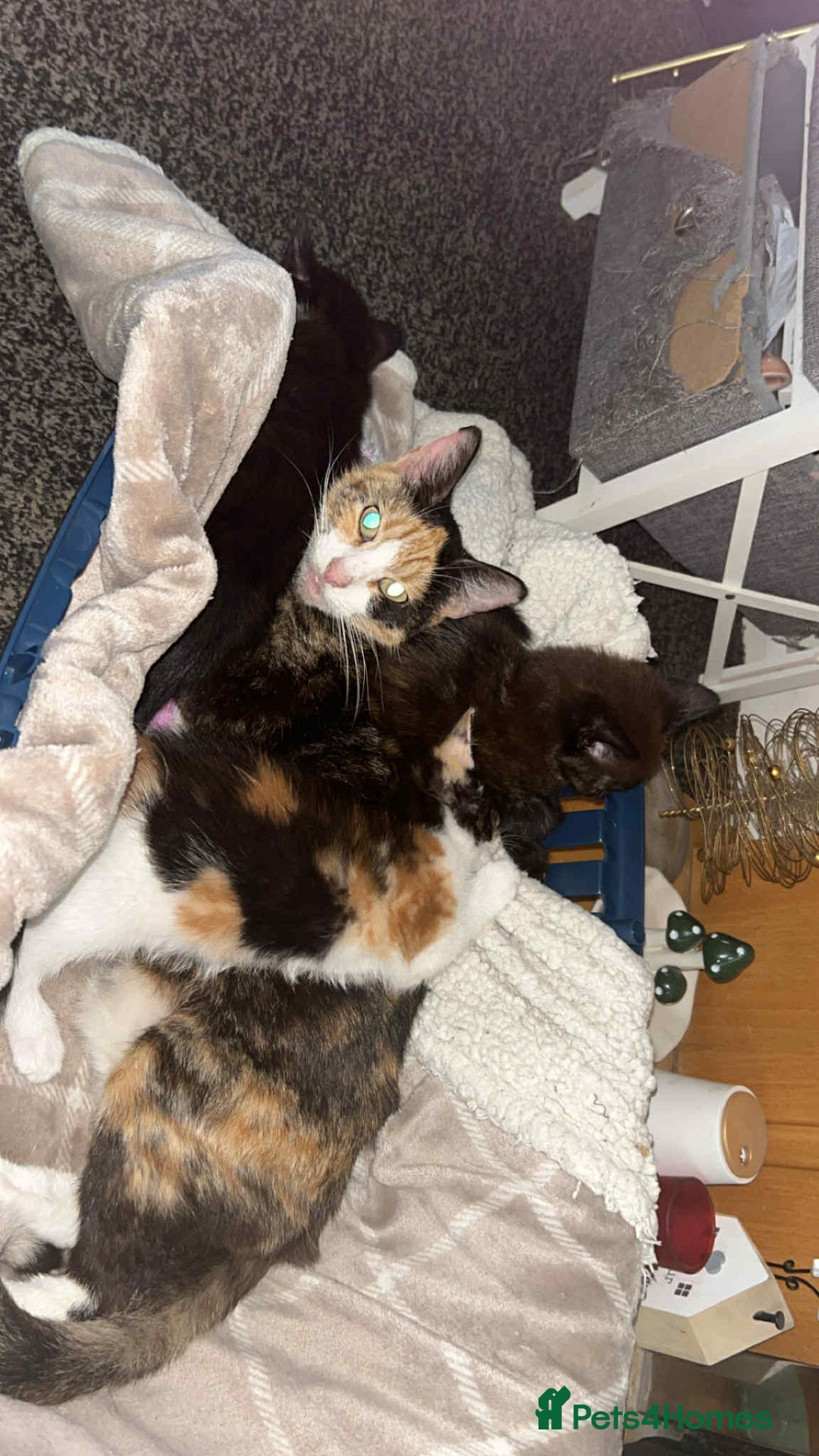 Domestic Shorthair cats for sale: Kittens ready for loving homes - Image 4