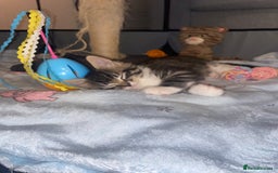 Mixed Breed cats for sale: 4 beautiful kittens for sale , 3 boys 1 girl  - Image 2