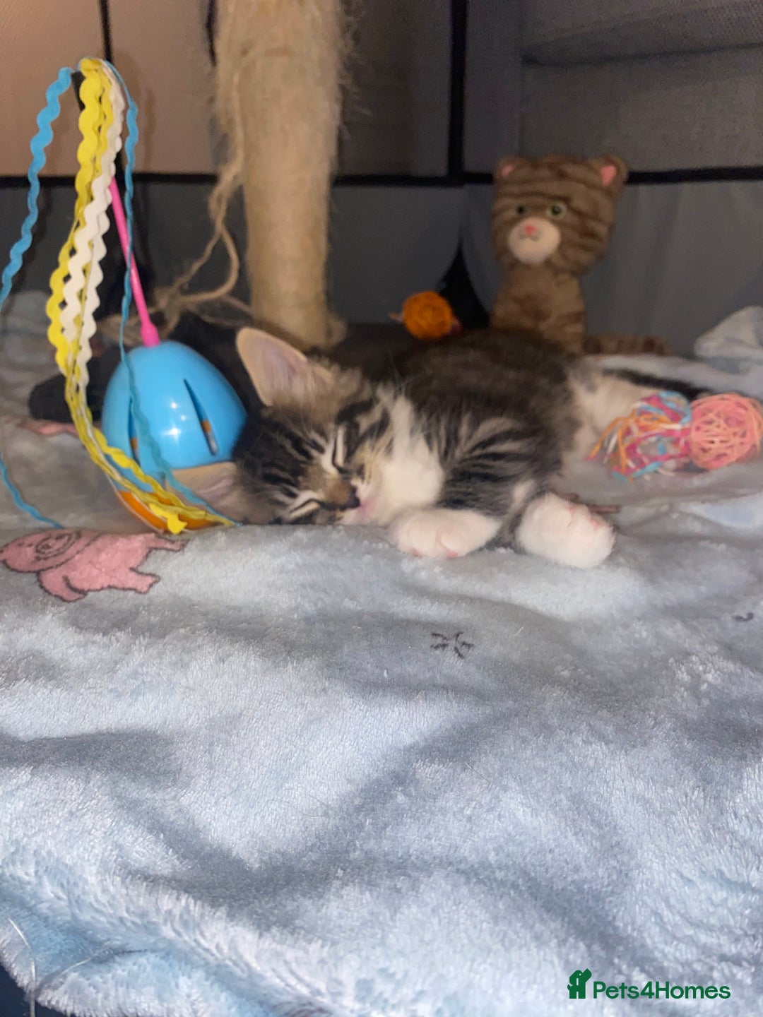 Mixed Breed cats for sale: 4 beautiful kittens for sale , 3 boys 1 girl  - Image 2
