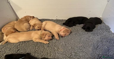 Labrador Retriever dogs - Advert 13