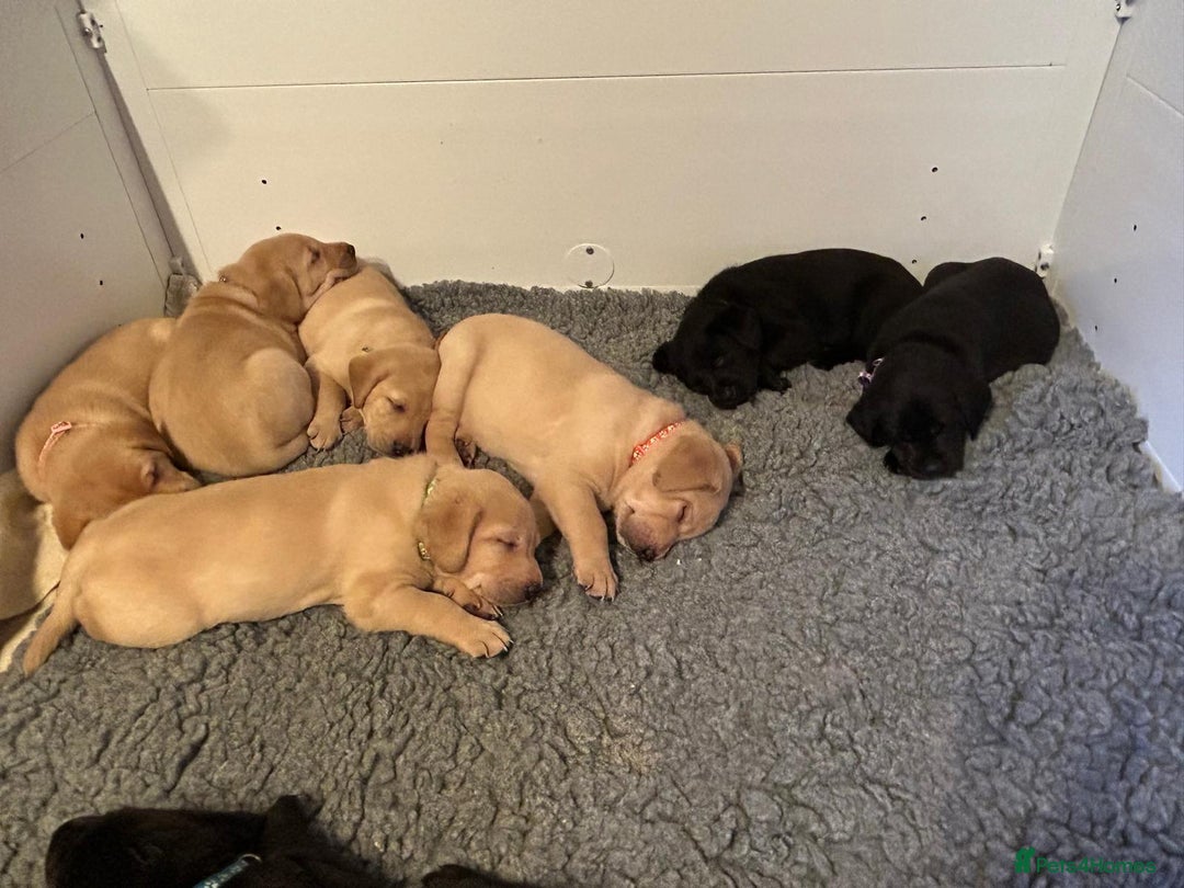 Labrador Retriever dogs for sale: Labrador Retriever – KC Registered - Image 2
