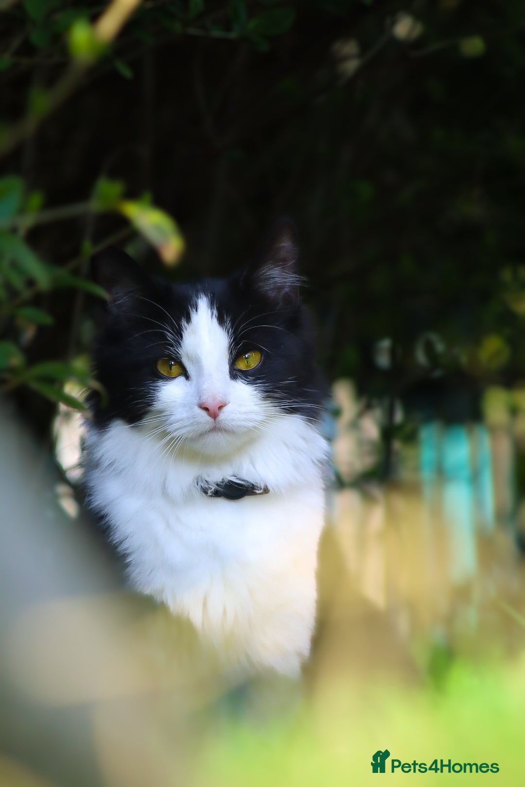 Ragdoll cats for sale: female cat for sale  - Advert 3