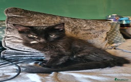 Turkish Angora cats for sale: Adorable 2 Kittens - Image 10