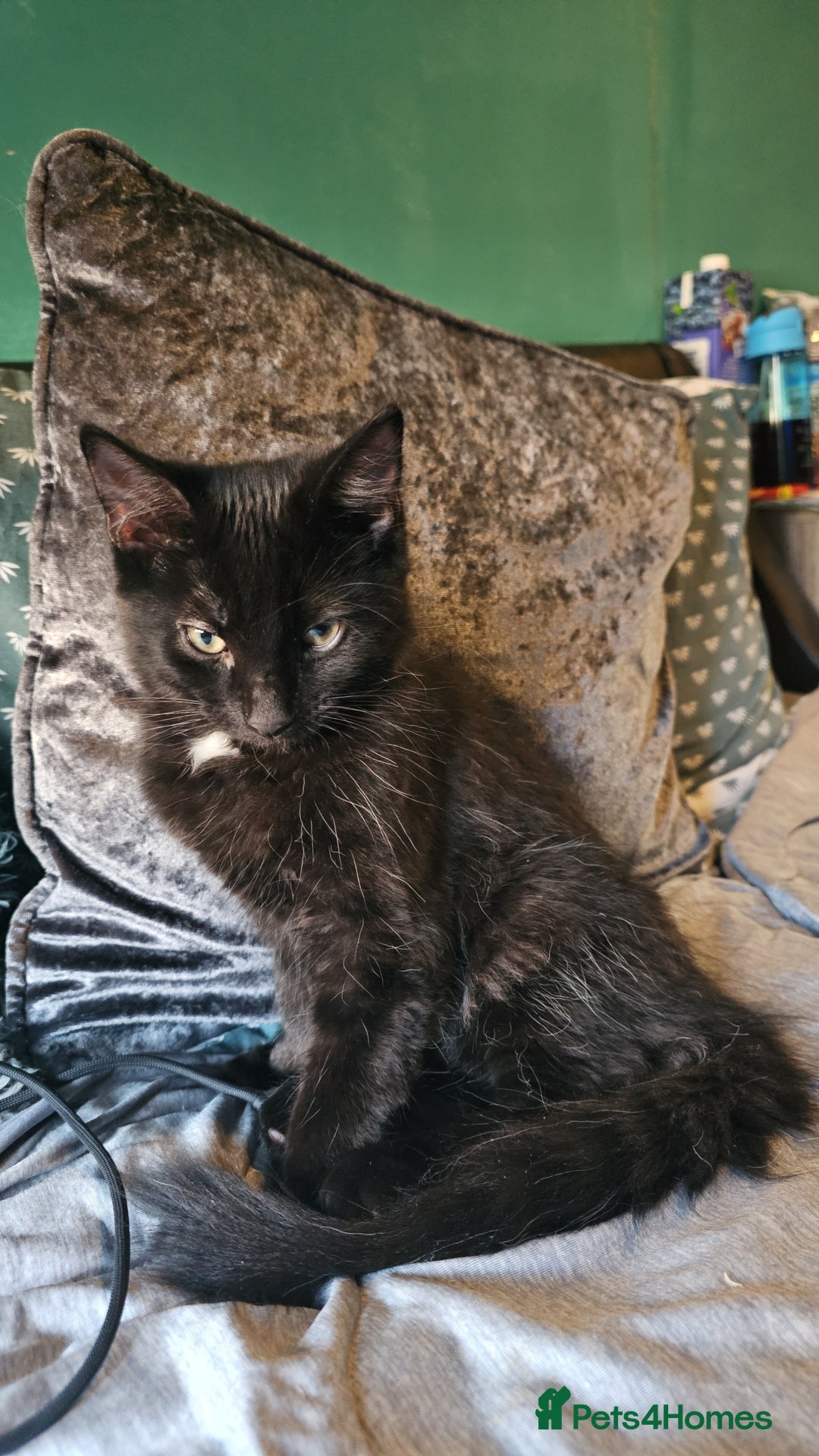 Turkish Angora cats for sale: Adorable 2 Kittens - Image 10
