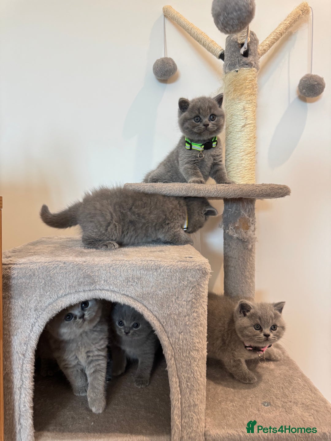 British Shorthair cats for sale: British Short Hair Kittens - Advert 4