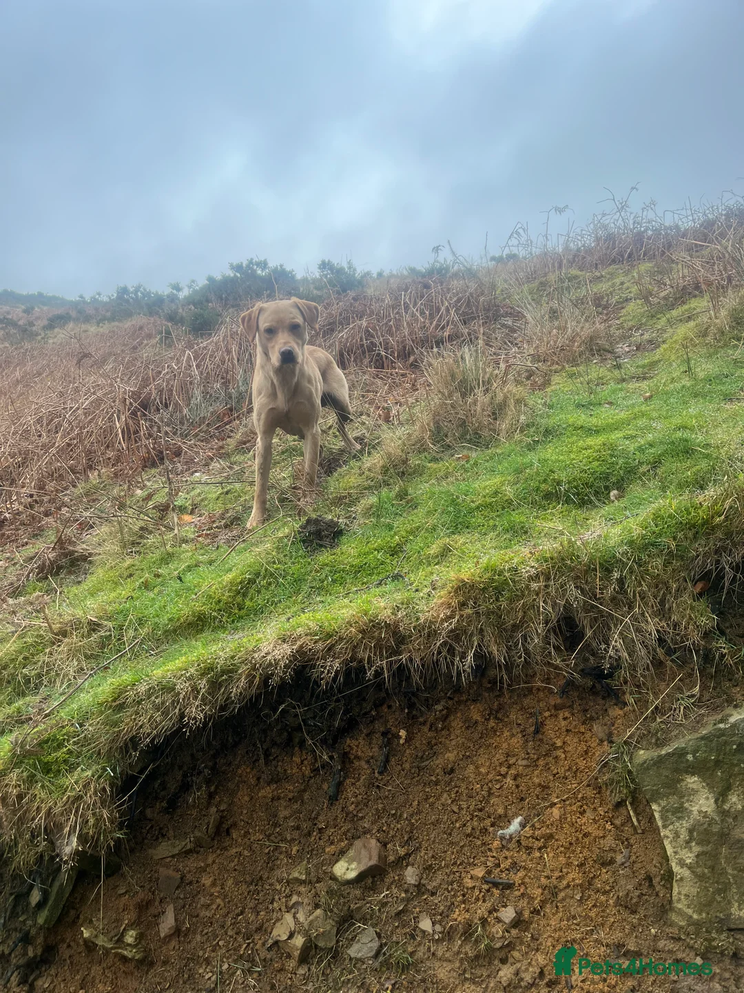 Labrador Retriever dogs for stud: KC & FULLY HEALTH TESTED DOG  in Holmfirth - Advert 8