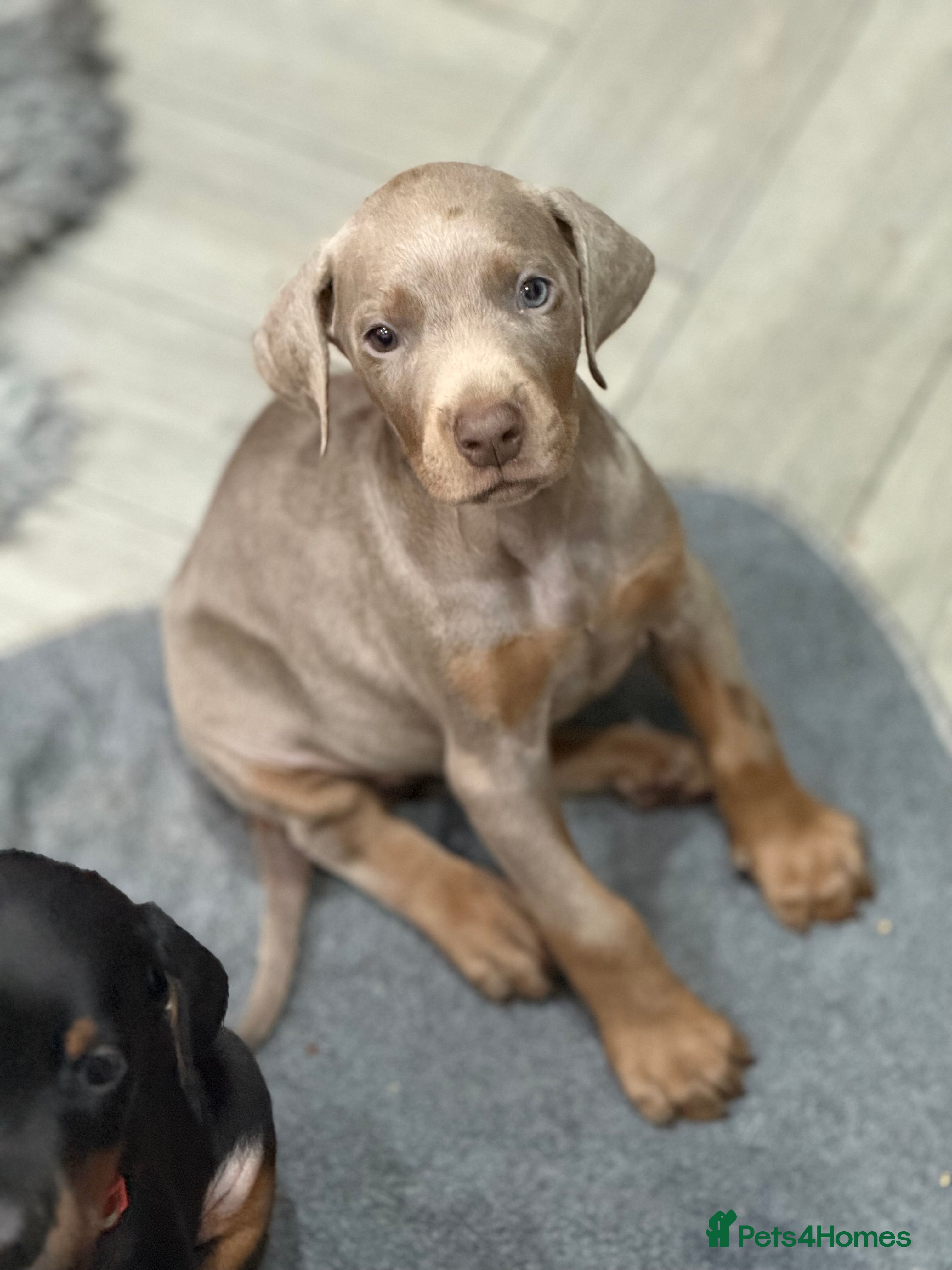 Dobermann dogs Last 3 puppies available  - Advert 1