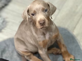 Dobermann dogs Last 3 puppies available - Advert 18