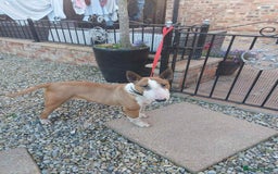 Miniature Bull terrier dogs for sale: Miniature bull terrier girl - Image 2