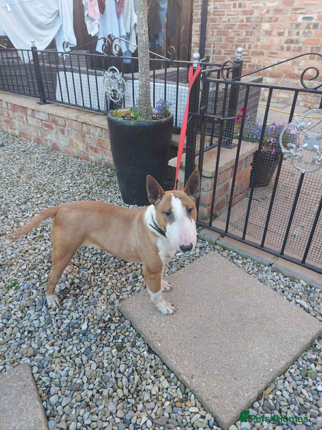 Miniature Bull terrier dogs for sale: Miniature bull terrier girl - Image 2