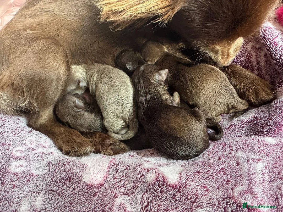 Chihuahua dogs for sale: Beautiful Litter of Long Coat Chihuahua Puppies - Advert 18