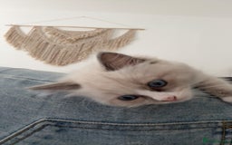 Ragdoll cats for sale: Rehoming Milo - Our beloved Kitten - Image 4