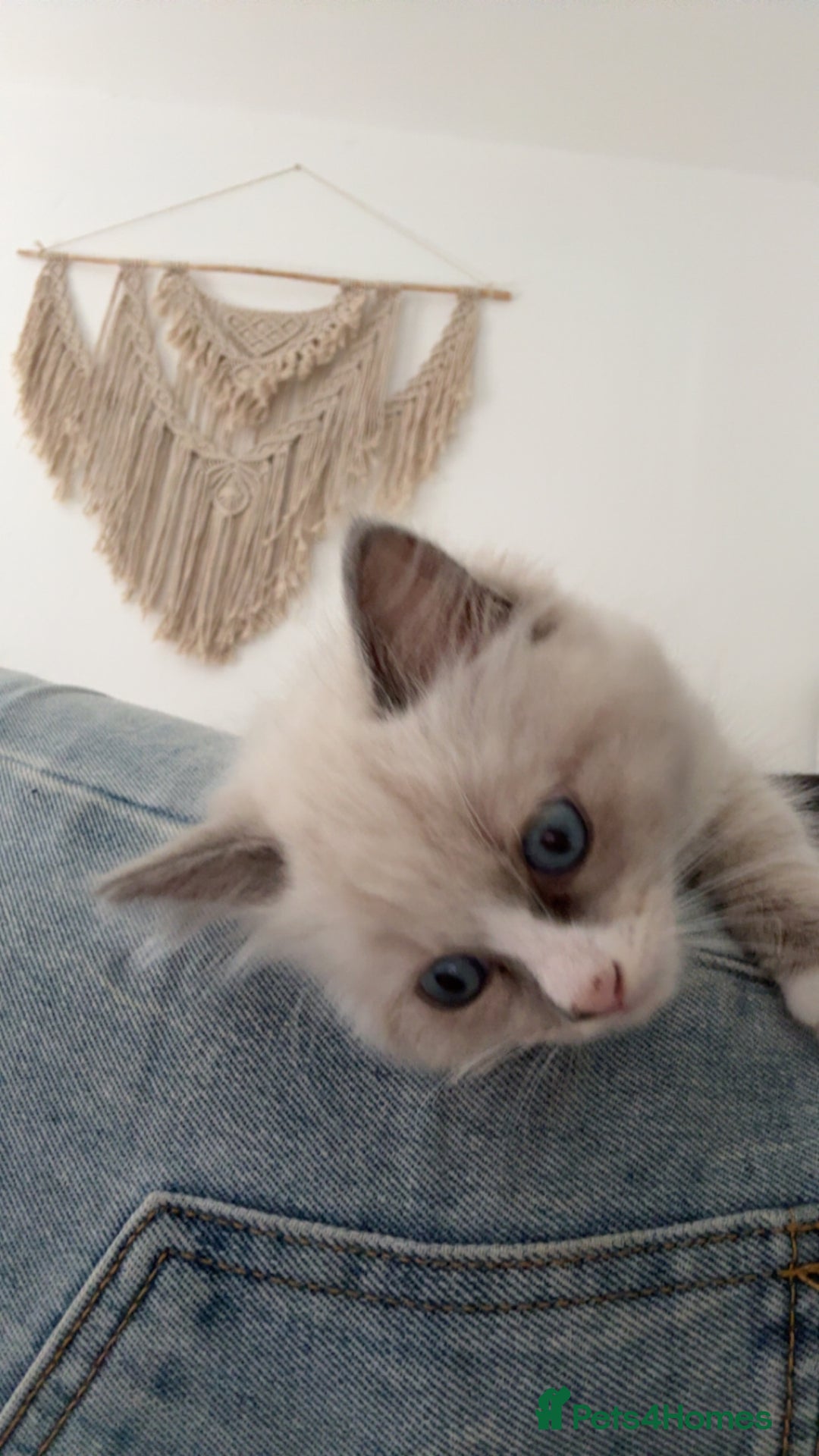 Ragdoll cats for sale: Rehoming Milo - Our beloved Kitten - Image 4