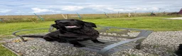 Flat coated Retriever dogs for sale: KC Registered Flatcoated Retriever Puppies - Advert 5