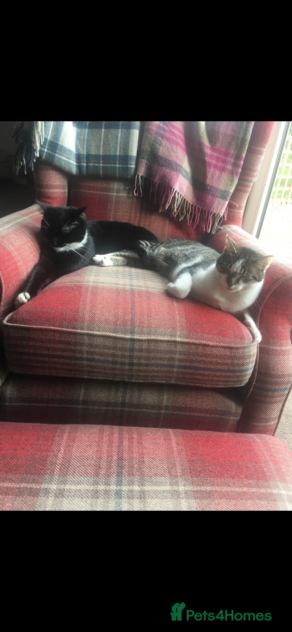 Mixed Breed cats 2 outdoor cats  - Advert 2