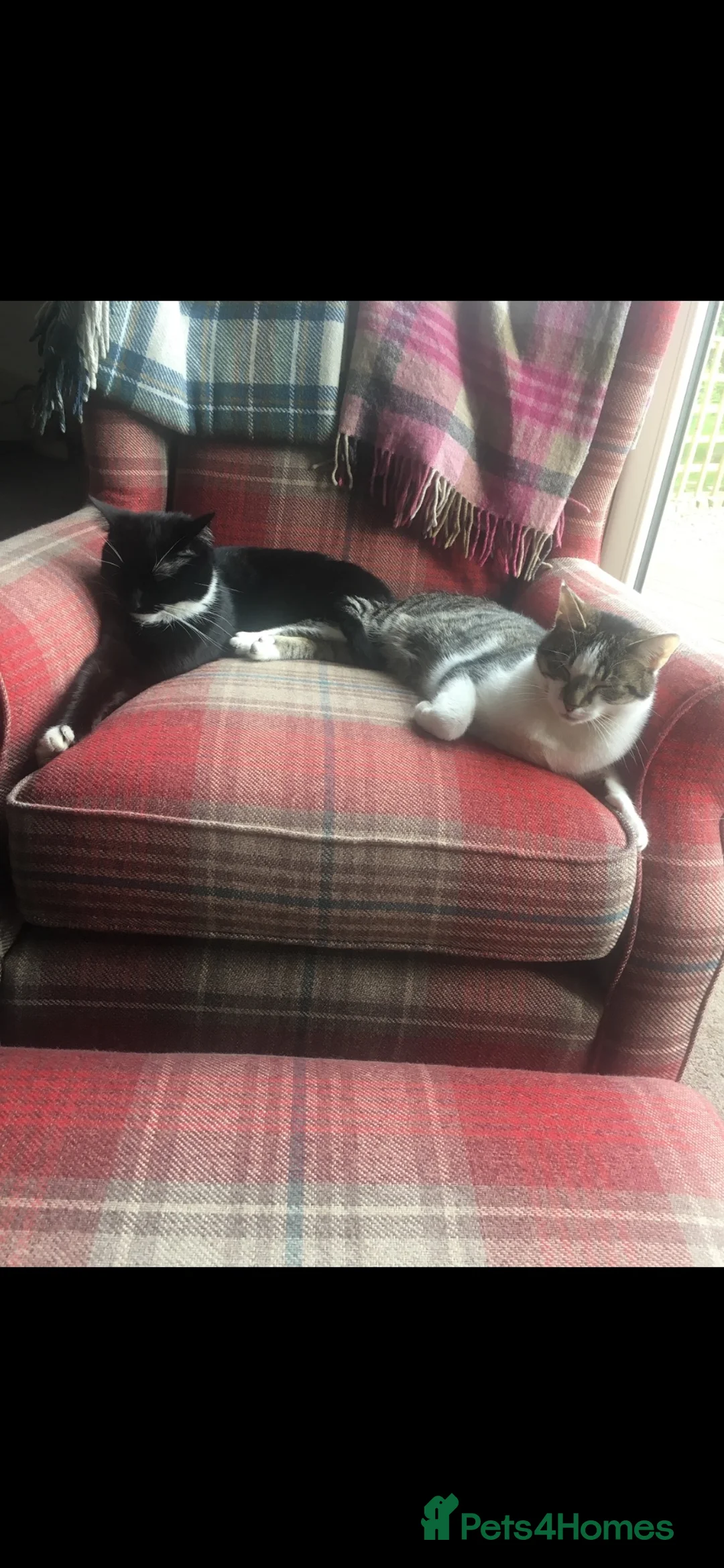 Mixed Breed cats for sale: 2 outdoor cats  - Advert 1