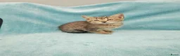 Mixed Breed cats for sale: 8 WEEKS OLD FLUFFY Kittens VIDEOS - Advert 16