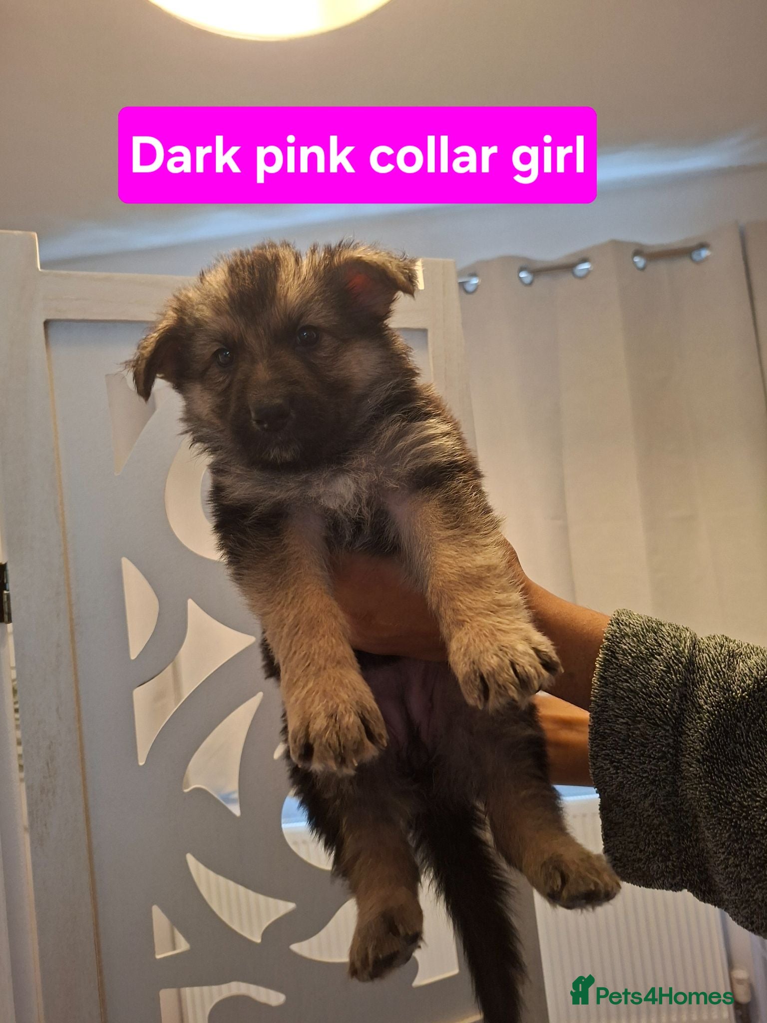 German Shepherd dogs **1 GIRL LEFT**...German shepherd pups - Advert 5