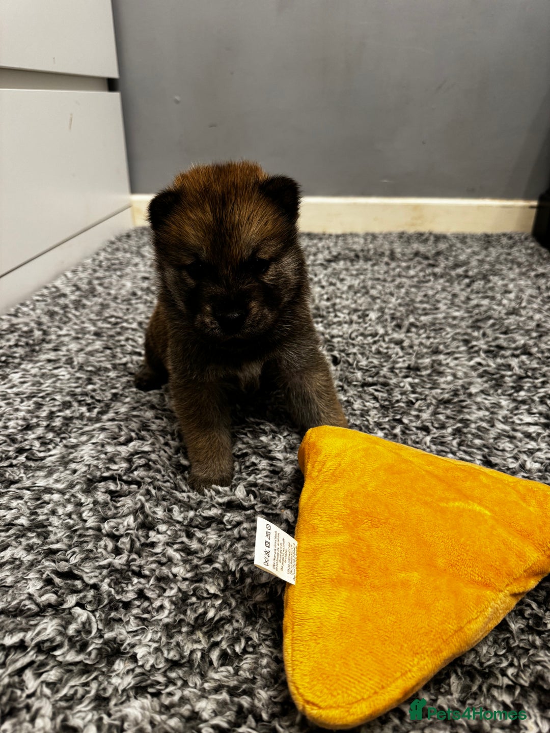 Mixed Breed dogs for sale: Chowski puppies for sale  - Advert 14
