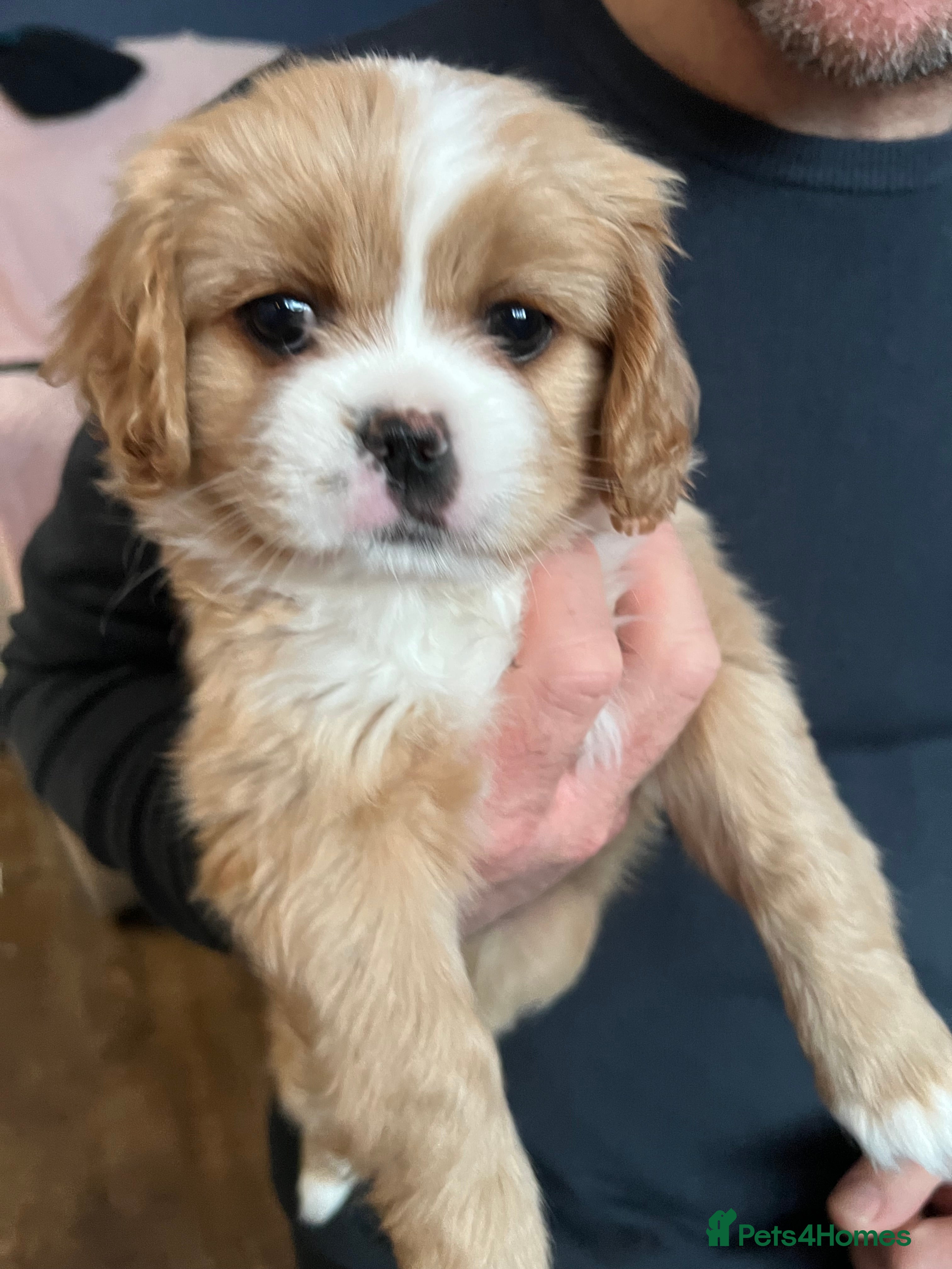 Mixed Breed dogs Cavapoo cross puppies - small, calm, therapy pups - Advert 6
