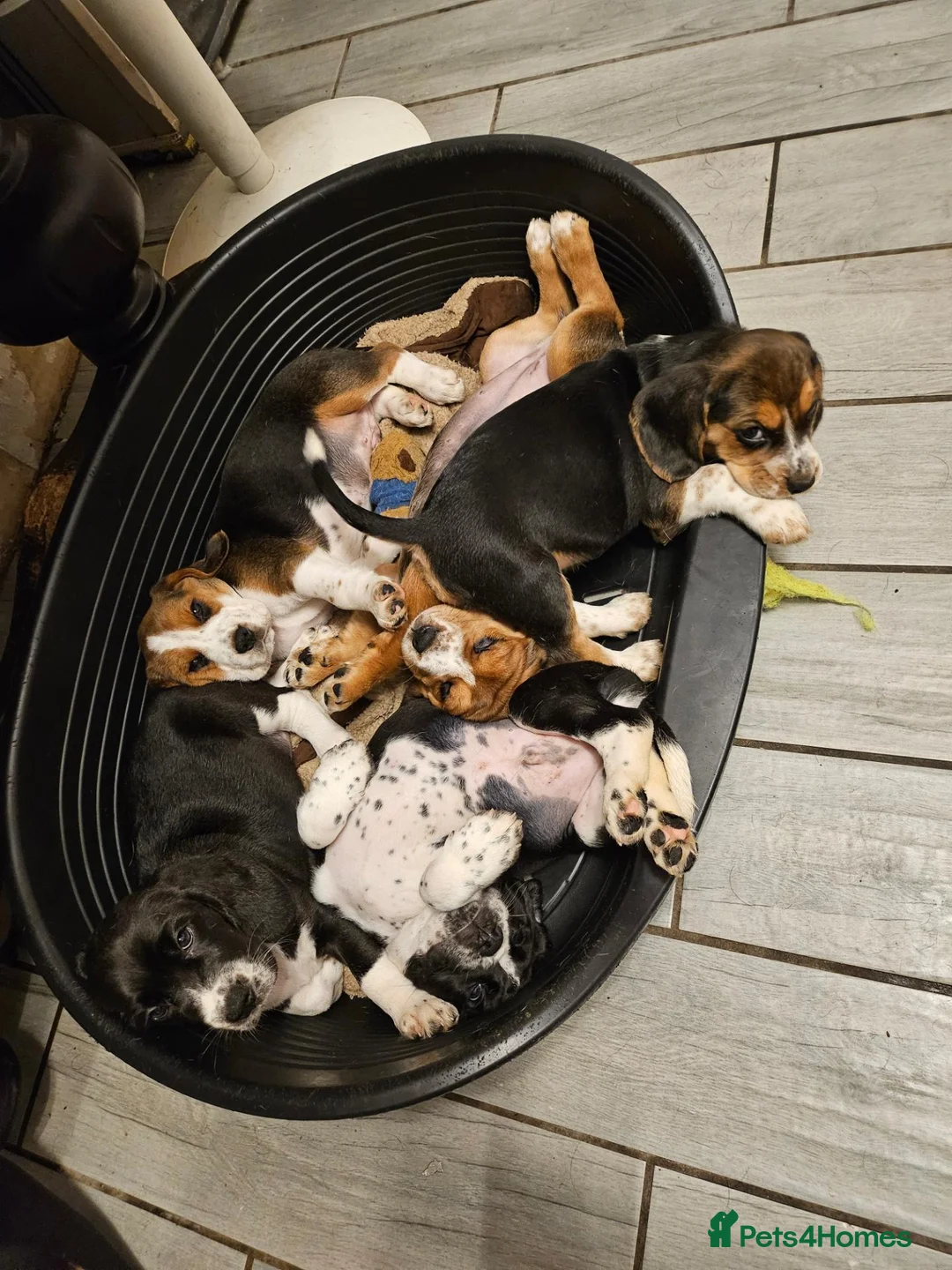 Bocker dogs for sale: Bocker puppies luking new home  in Boston - Advert 11