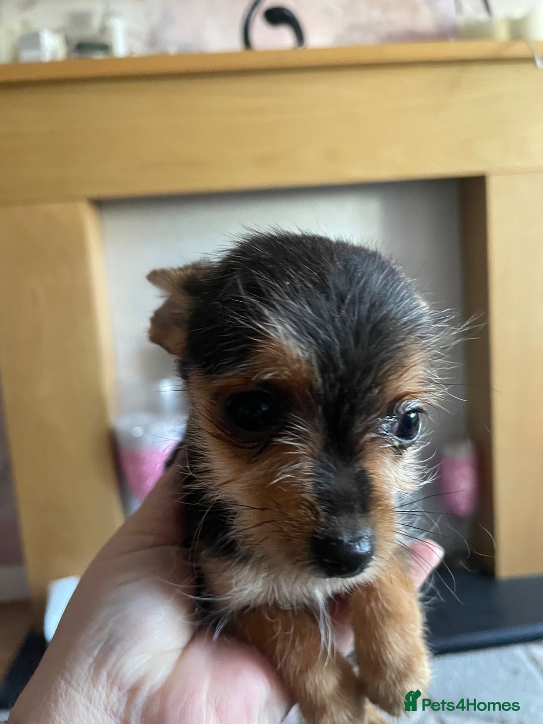 Chorkie dogs for sale: Chorkie Puppies For Sale - Image 5