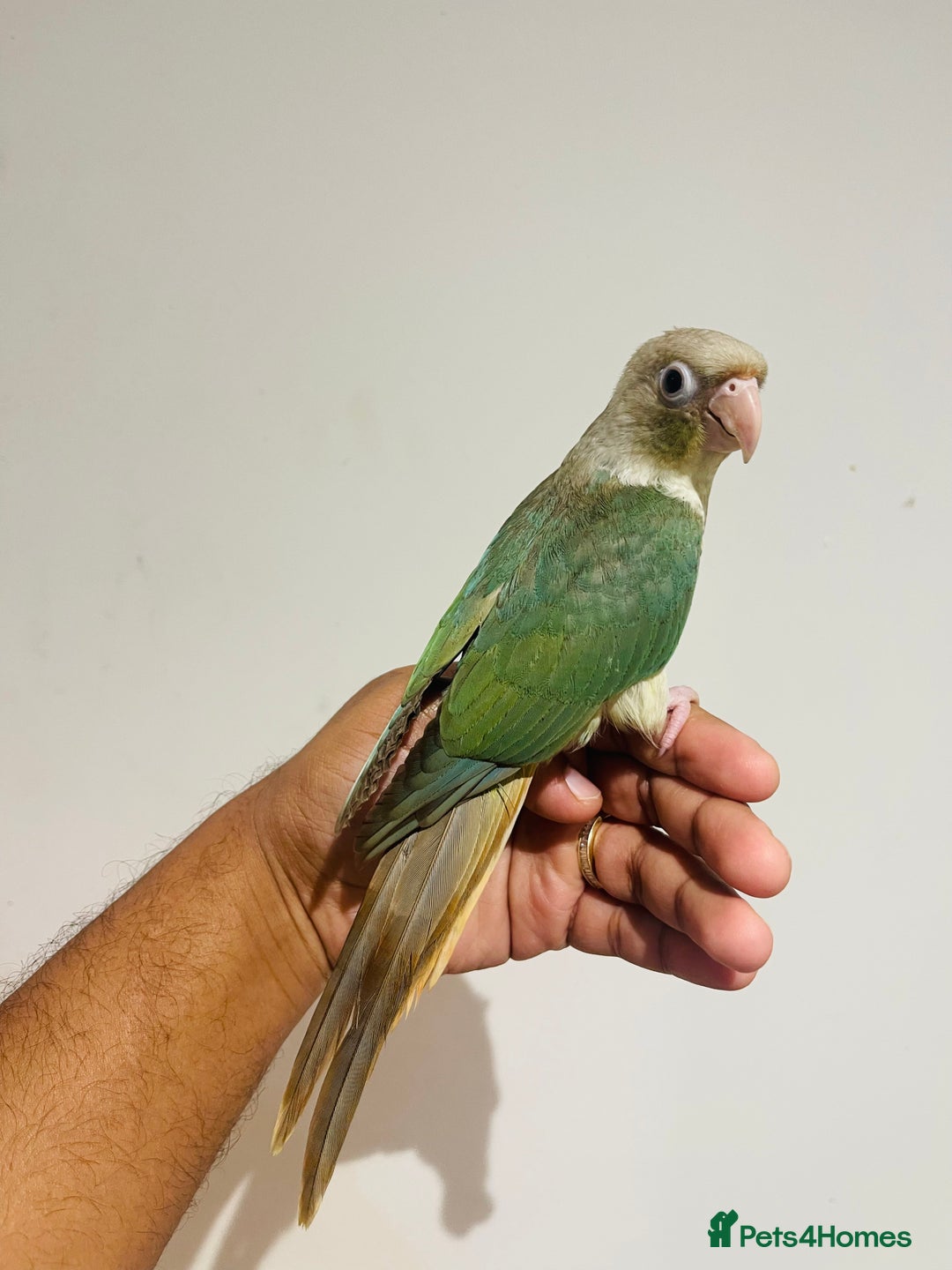 Conures birds for sale: Hand reared conures for sale  - Advert 16