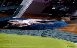 English Bulldog dogs for sale: English bulldog - Image 14
