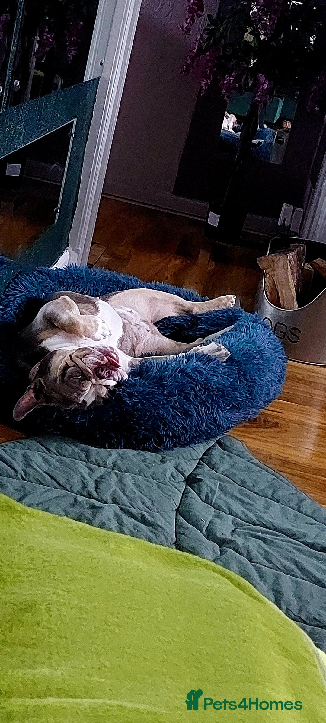 English Bulldog dogs for sale: English bulldog - Image 14