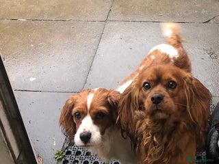 Cavalier King Charles Spaniel dogs 2 beautiful dogs adults for sale 3 years old - Advert 2