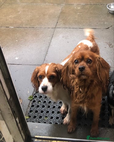 Cavalier King Charles Spaniel dogs 2 beautiful dogs adults for sale 3 years old - Advert 1