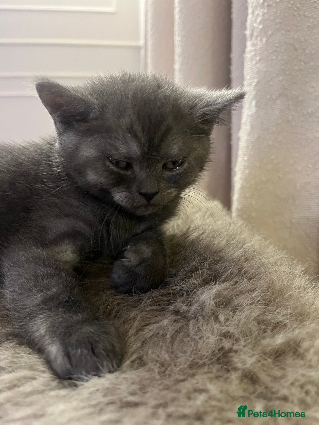 British Shorthair cats for sale: Beautiful BSH kittens, 1 girl, 1 boy available  - Advert 11