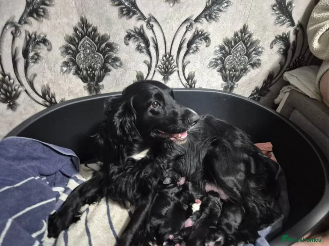 Cocker Spaniel dogs for sale: Home Raised Cocker Spaniel Puppies – 7 in Litter in Birmingham - Advert 2