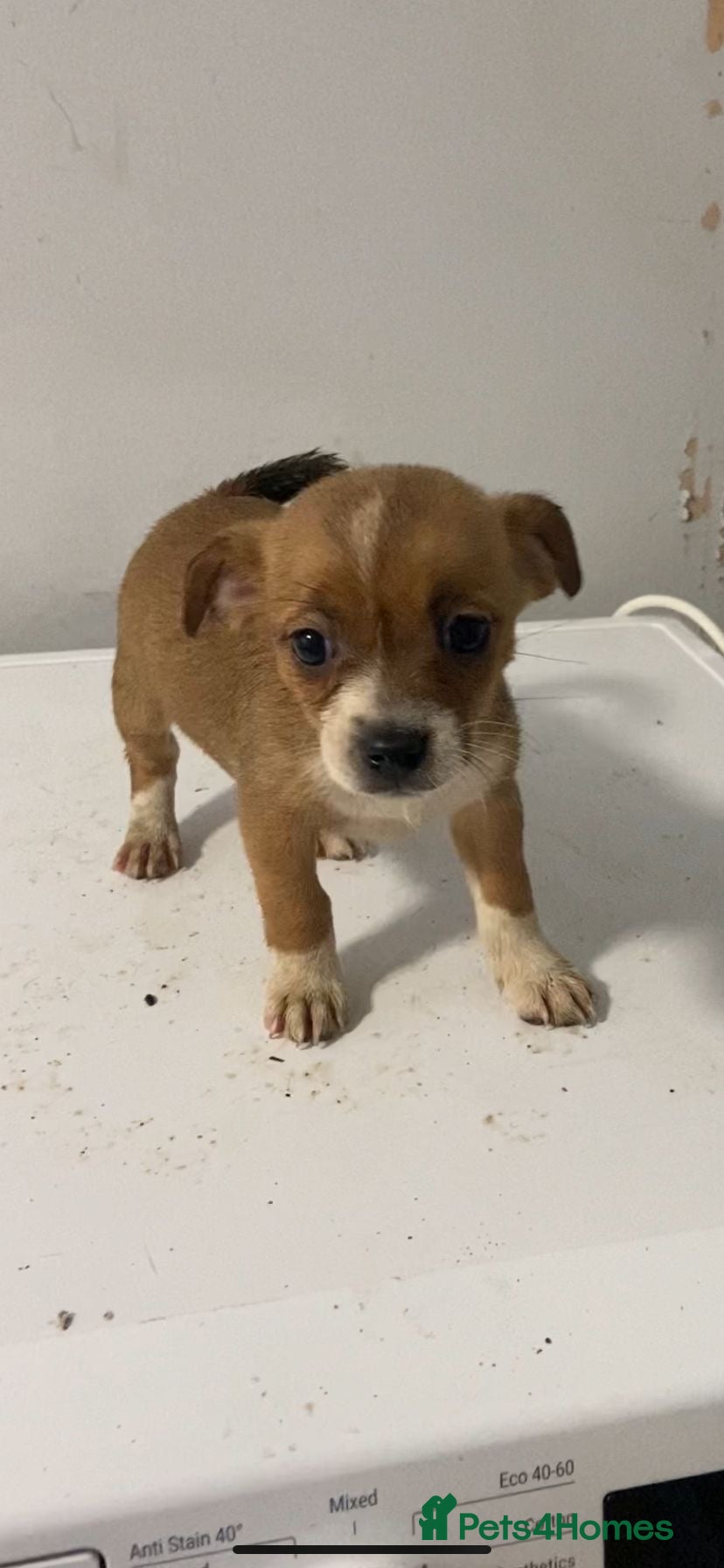 Jack Russell dogs for sale: Ready to leave - Advert 5