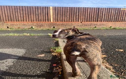 Alapaha Blue Blood Bulldog dogs for sale: Alapaha blue bulldog puppy  - Image 4