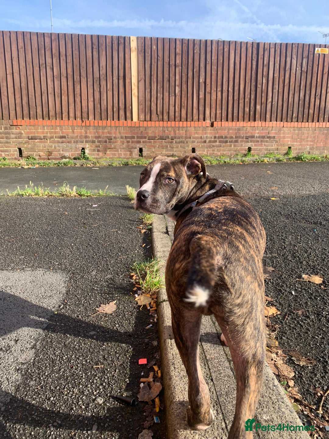 Alapaha Blue Blood Bulldog dogs for sale: Alapaha blue bulldog puppy  - Image 4