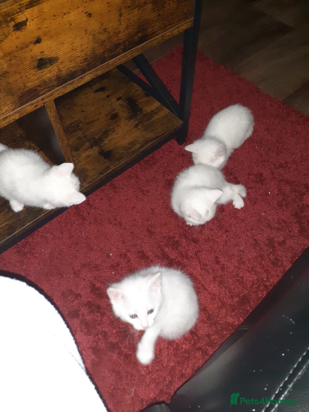 Khao Manee cats for sale: Khao manee  - Advert 12