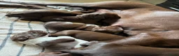 German Shorthaired Pointer dogs for sale: Litter of nine family raised GSPs  - Advert 15
