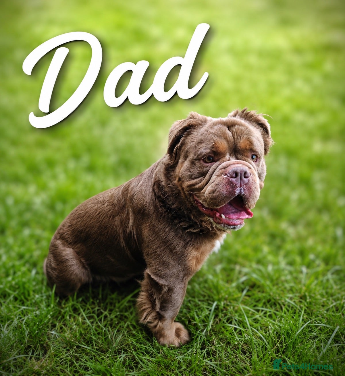 Olde English Bulldogge dogs Fluffy Olde English Bulldog Puppies - Advert 2