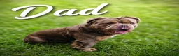 Olde English Bulldogge dogs for sale: Fluffy Olde English Bulldog Puppies - Advert 3