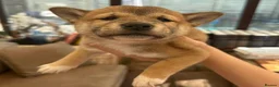 Japanese Shiba Inu dogs for sale: Shiba Inu Full Pedigree Puppies - Advert 13
