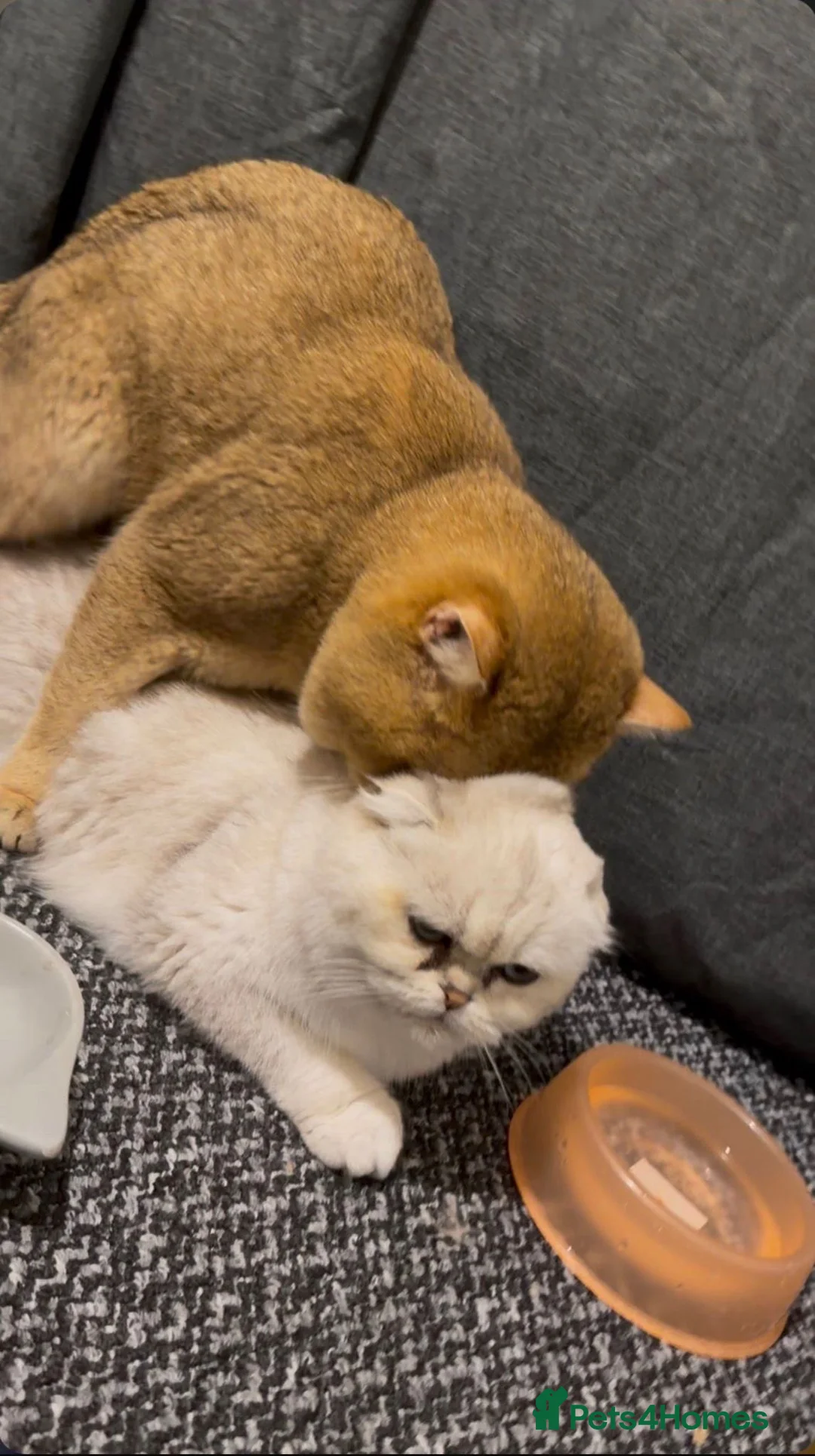 British Shorthair cats for stud: British golden cat in Walsall - Advert 9